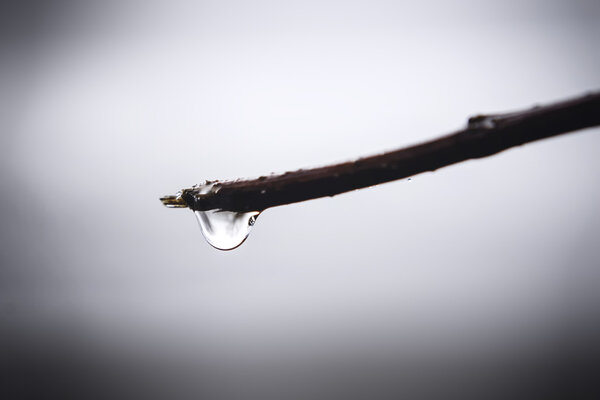 spring drop on the branch