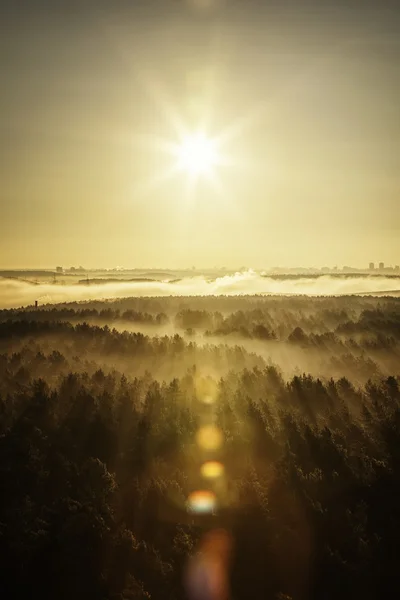 Belarus sisli orman