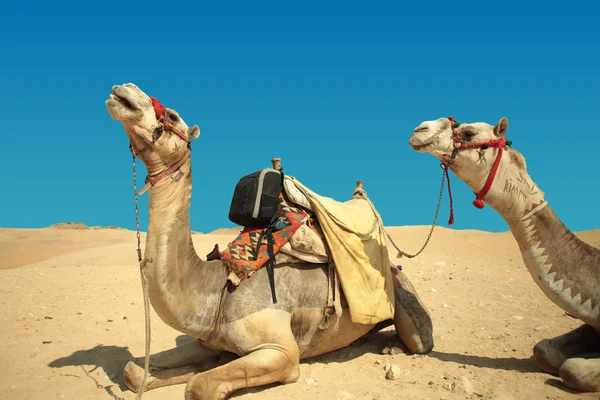 Das Kamel fühlt sich in der Wüste wohl, trotz der Hitze, giza, Ägypten. — Stockfoto