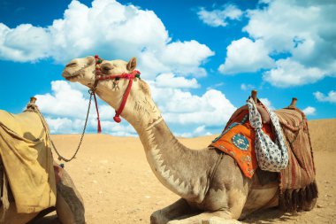 Çöl, ısı, Giza, Mısır rağmen deve harika.