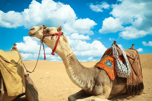 にもかかわらず、熱、ギザ、エジプトの砂漠でラクダの気分します。. — ストック写真