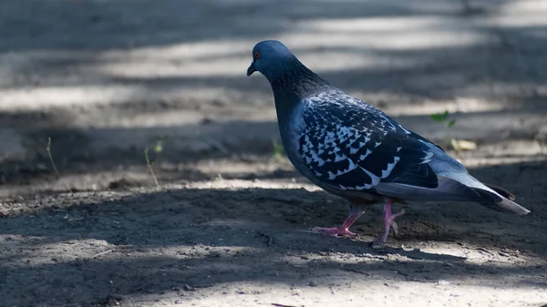 Şehir Parkında Yalnız Bir Mavi Güvercin — Stok fotoğraf