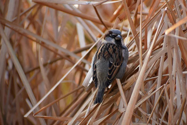 Sparrow Dry Autumn Thickets Cattails City Park — Stock Photo, Image