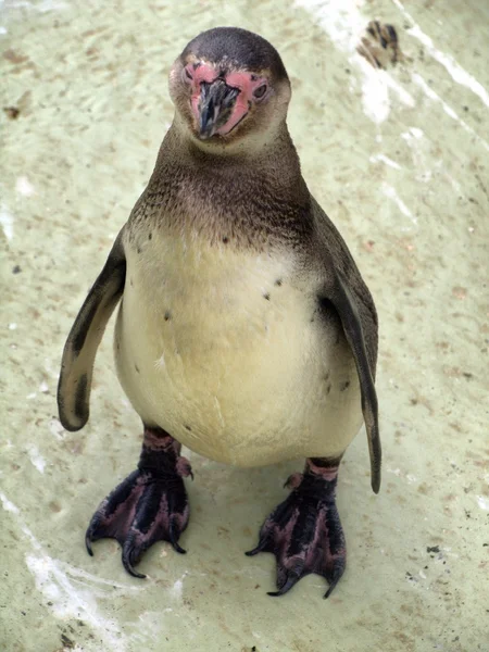 Pingwin w Wielkiej Brytanii zoo — Zdjęcie stockowe