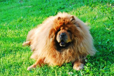 Yeşil çimenlerin üzerinde kırmızı chow chow köpek 