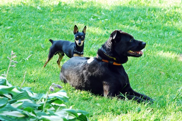 緑の草に 2 匹の犬 — ストック写真