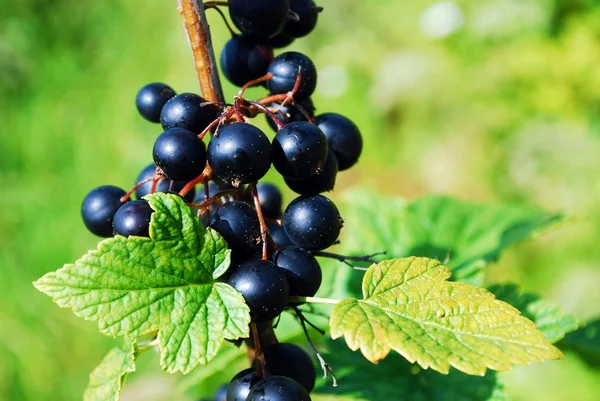 Branch with berries of black currant — Stock Photo, Image