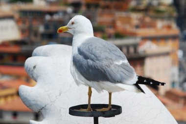 Roma şehir çatıda martı