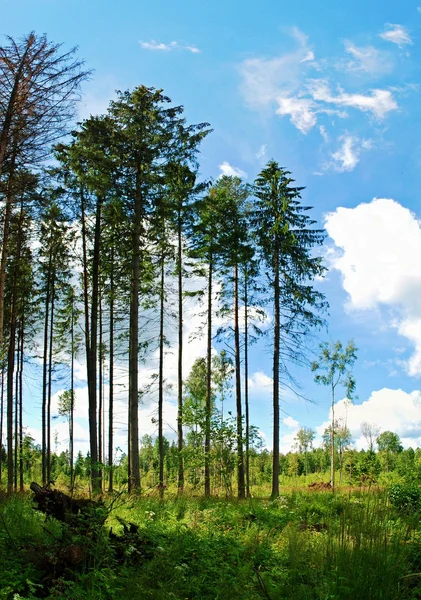 Grüner Wald zur Sommerzeit — Stockfoto
