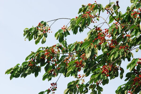Vad cseresznye (prunus avium) ág — Stock Fotó