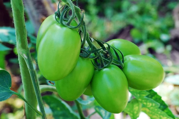 Färska gröna tomater i växthuset — Stockfoto