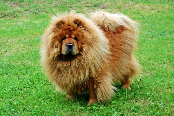 푸른 잔디에 빨간 차 우 차 우의 강아지 — 스톡 사진