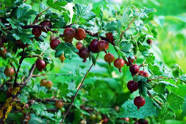 Red gooseberries hanging on a bush — Stock Photo, Image