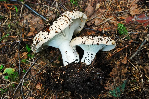 Ätlig svamp som växer i skogen — Stockfoto