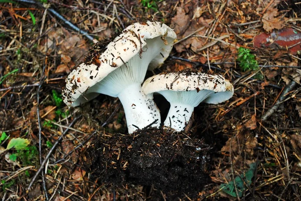 Champignon comestible poussant dans la forêt — Photo