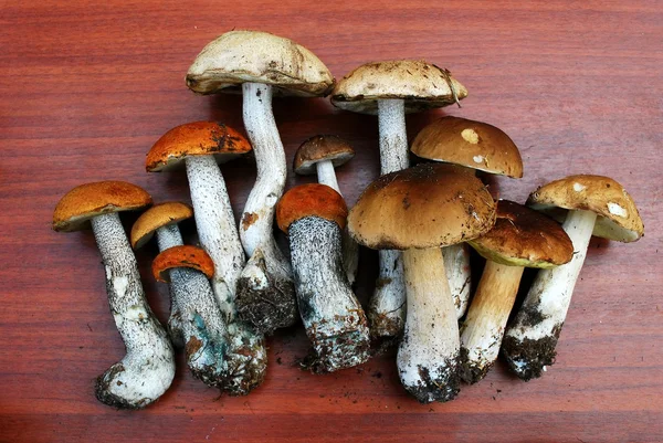 Leccinum scabrum, boletus edulis, Boletus —  Fotos de Stock