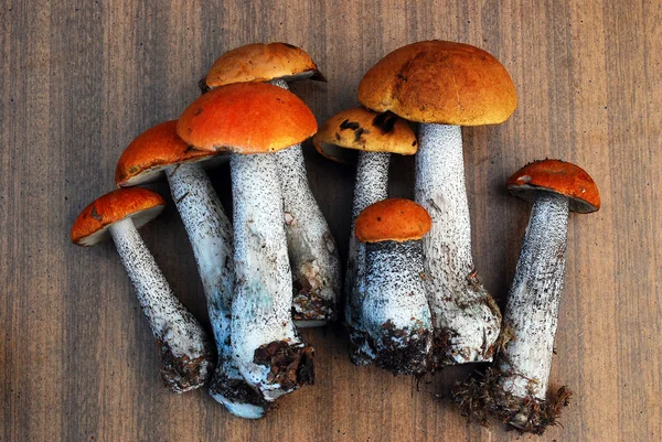 Oranje-cap boletus groeien in het bos — Stockfoto