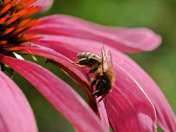 Bi på echinacea blomman — Stockfoto