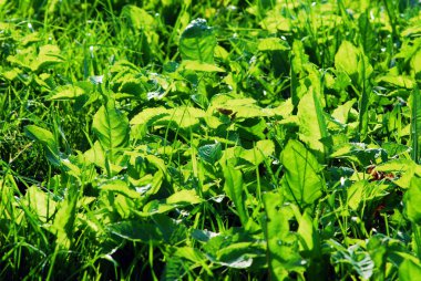 Güneşte taze bahar yeşil çimen