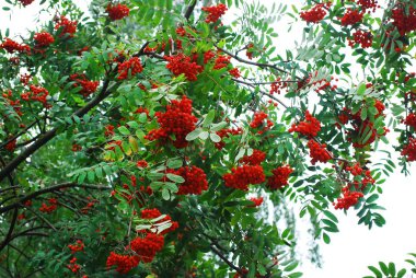 Olgun meyveleri ile bir üvez ağacının dalını