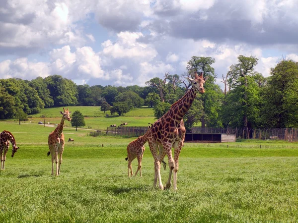 Giraffe in the UK zoo — Stock Photo, Image