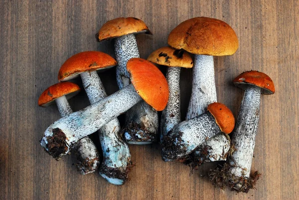 Boletus de capucha anaranjada creciendo en el bosque —  Fotos de Stock