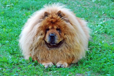 Yeşil çimenlerin üzerinde kırmızı chow chow köpek 