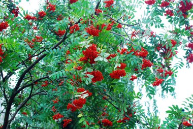 Olgun meyveleri ile bir üvez ağacının dalını