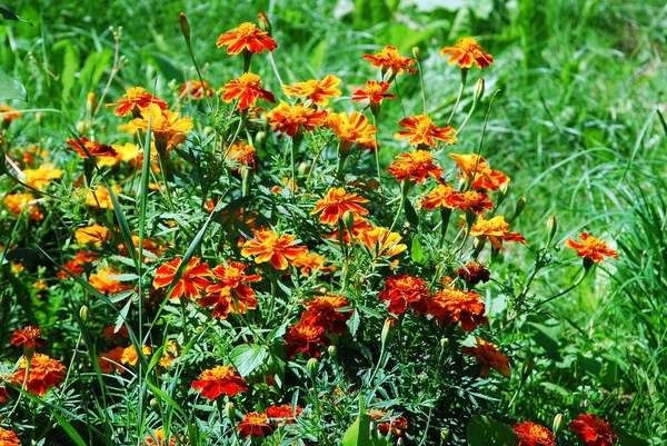 Floare de taget portocaliu (gălbenele) în iarba verde — Fotografie, imagine de stoc