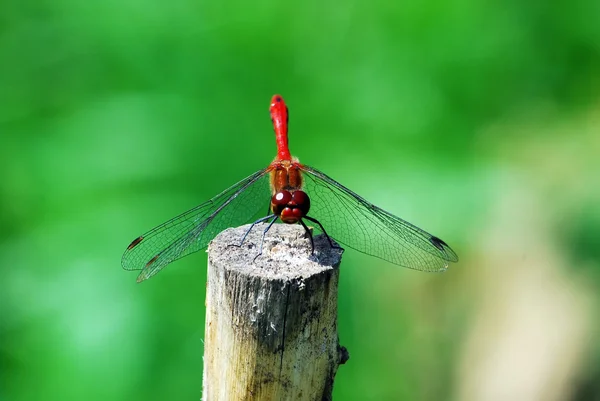 Libellule repose sur le bûcher — Photo