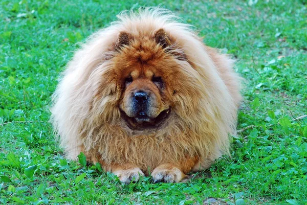 Красная жевательная собака на зеленой траве — стоковое фото