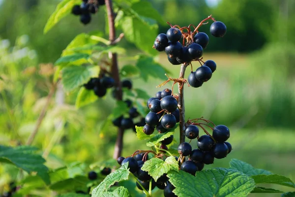 Branch with berries of black currant — Stock Photo, Image