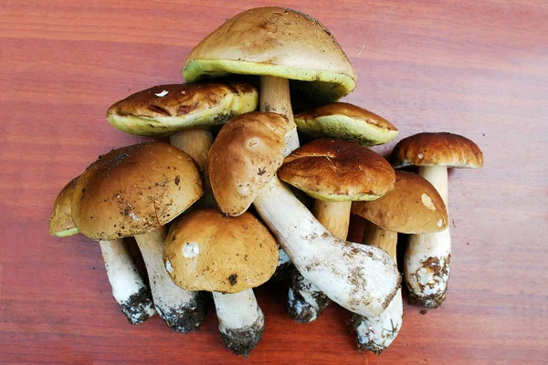 Cep Mushroom Growing in European Forest — Stock Photo, Image