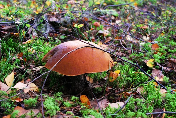 Bolet à calotte orange poussant dans la forêt — Photo
