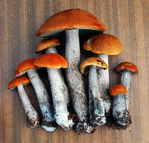 Oranje-cap boletus groeien in het bos — Stockfoto