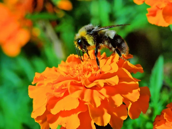 Bi på tagete blomman — Stockfoto