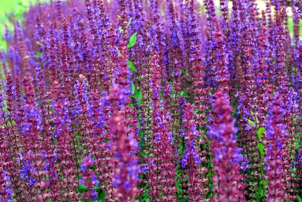 緑の草の背景に紫の花 — ストック写真