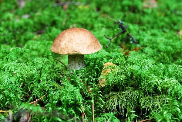 Orange-cap boletus växer i skogen — Stockfoto