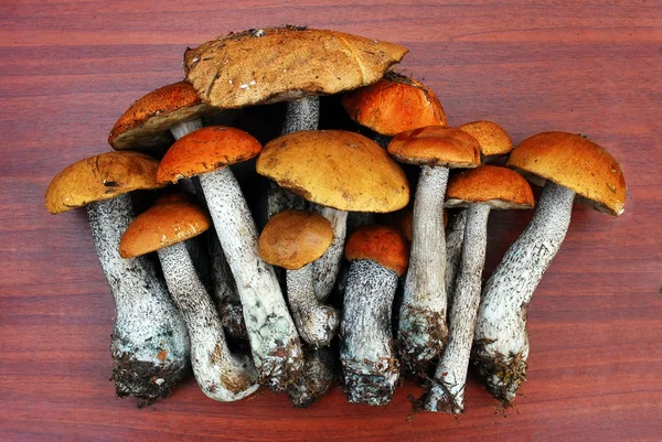 Oranje-cap boletus groeien in het bos — Stockfoto