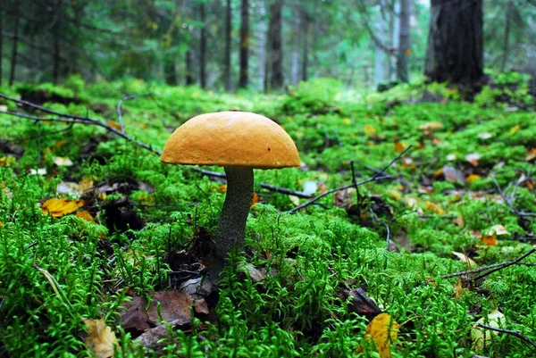 Boletus de capucha anaranjada creciendo en el bosque —  Fotos de Stock