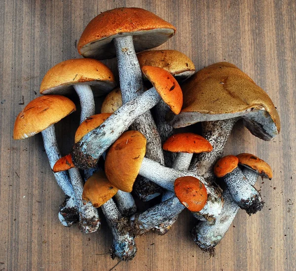 Orange-cap boletus growing in the forest — Stock Photo, Image