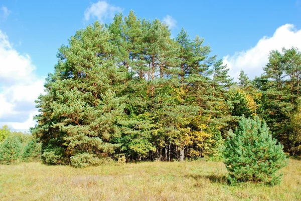 Schöne Herbstszene im Wald am sonnigen Nachmittag — Stockfoto