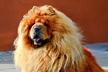 Kahverengi tüylü dostu uyumak köpek portresi