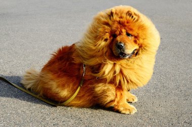 Kahverengi dostu uyumak köpek City 