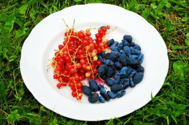 Kırmızı kuş üzümü ve Hanımeli çilek plaka