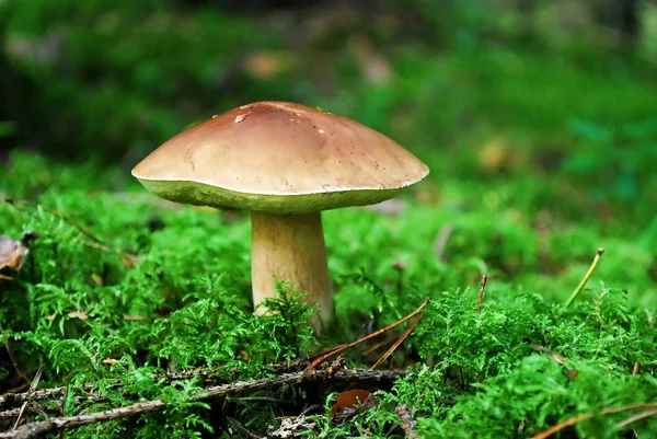 Cep Mushroom Growing in European Forest — Stock Photo, Image