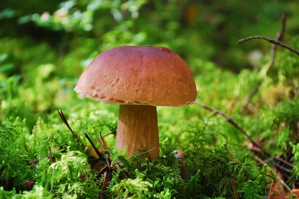 Cep Mushroom Growing in European Forest — Stock Photo, Image