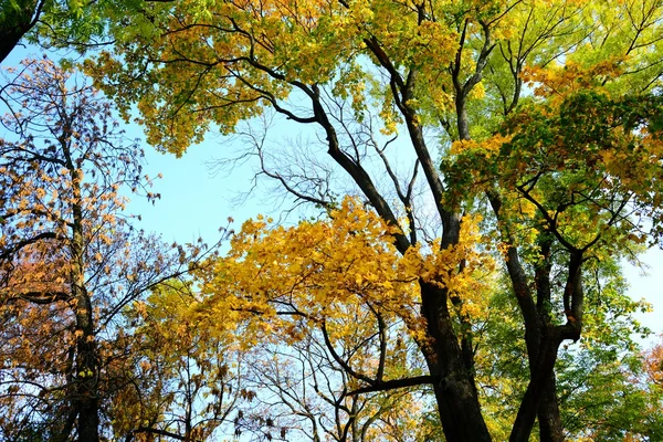 Spaziergang im Park des Domplatzes in Vilnius — Stockfoto