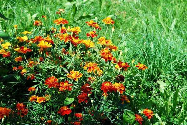 Tagetes narancs virág (körömvirág) a zöld fűben — Stock Fotó