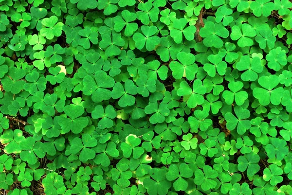 Ahşap-kuzukulağı (Oxalis acetosella) arka plan 